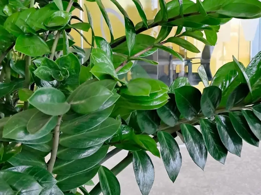 Proiect Zamioculcas - ZZ Plant - Zamioculcas zamiifolia - Simbolul elegantei si rezistentei la birou