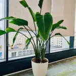 Strelitzia - proiect de revitalizare