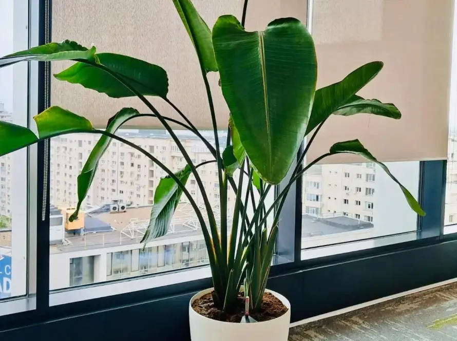 Strelitzia - proiect de revitalizare