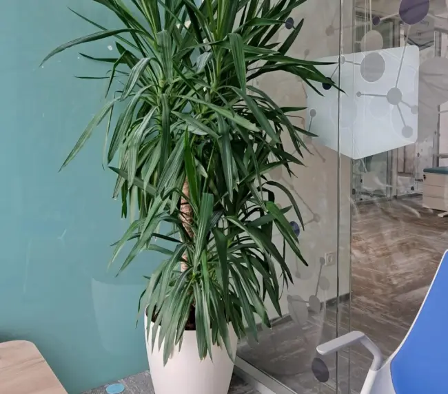 Yucca