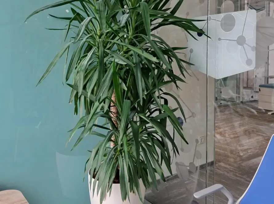 Yucca