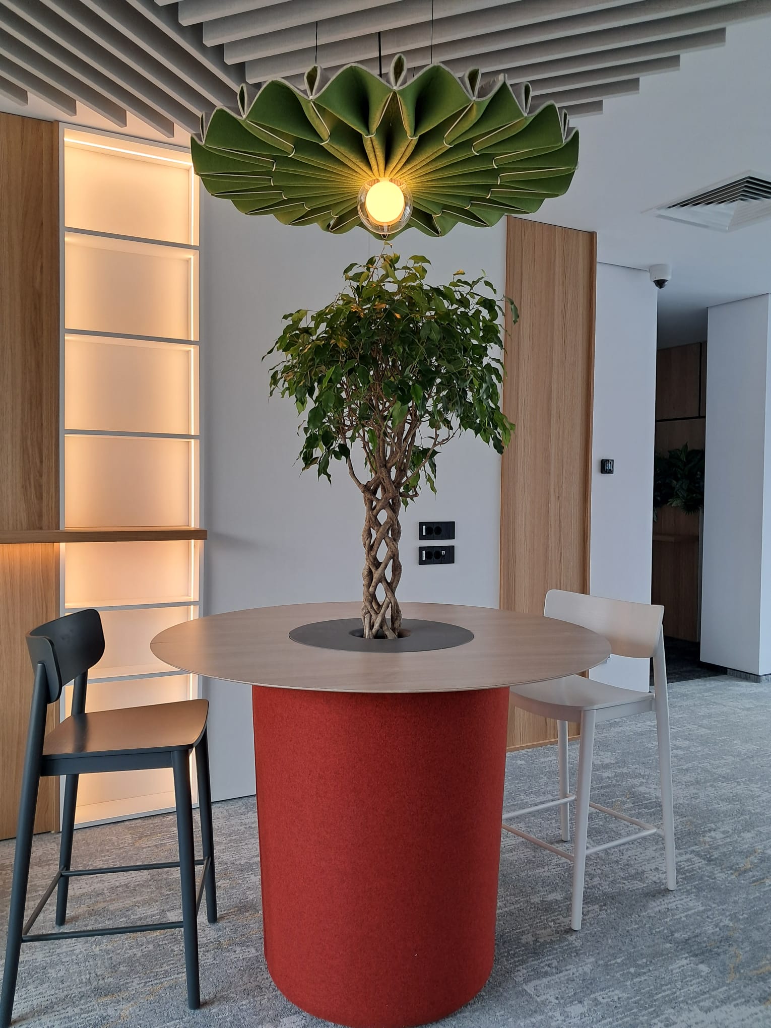 Aranjament decorativ cu plante