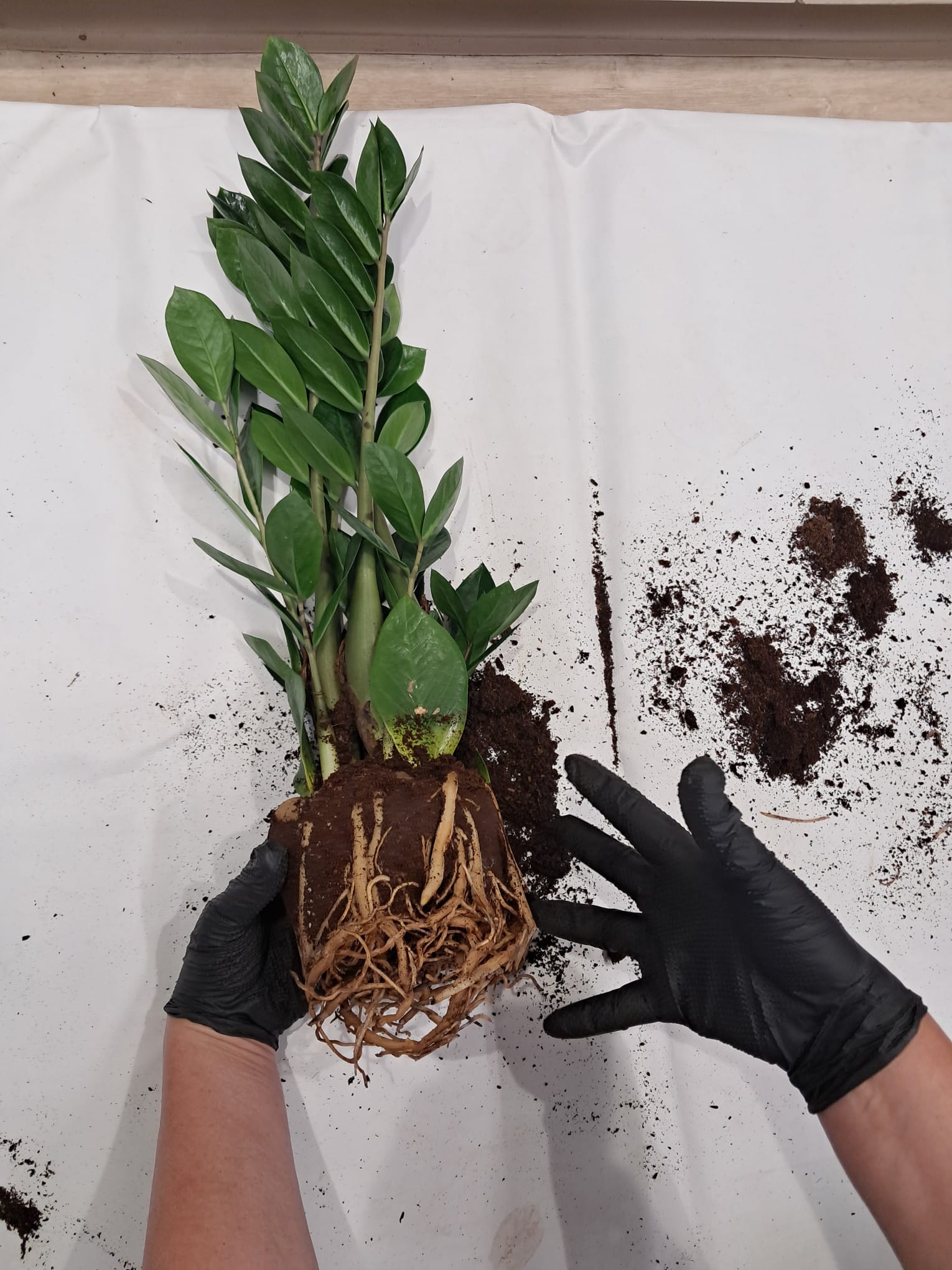 Proces de transplantare a unei plante de interior
