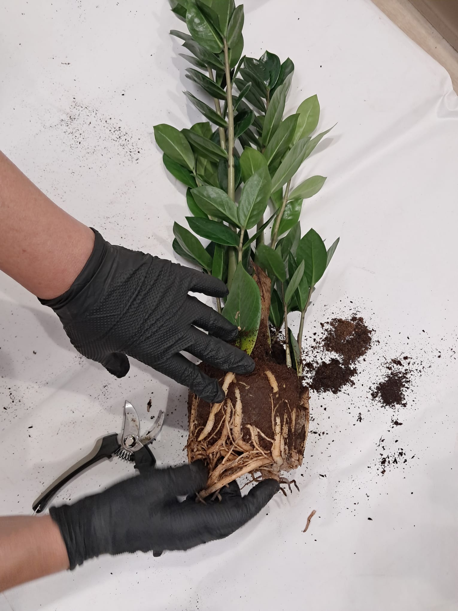 Plantă transplantată într-un substrat nou