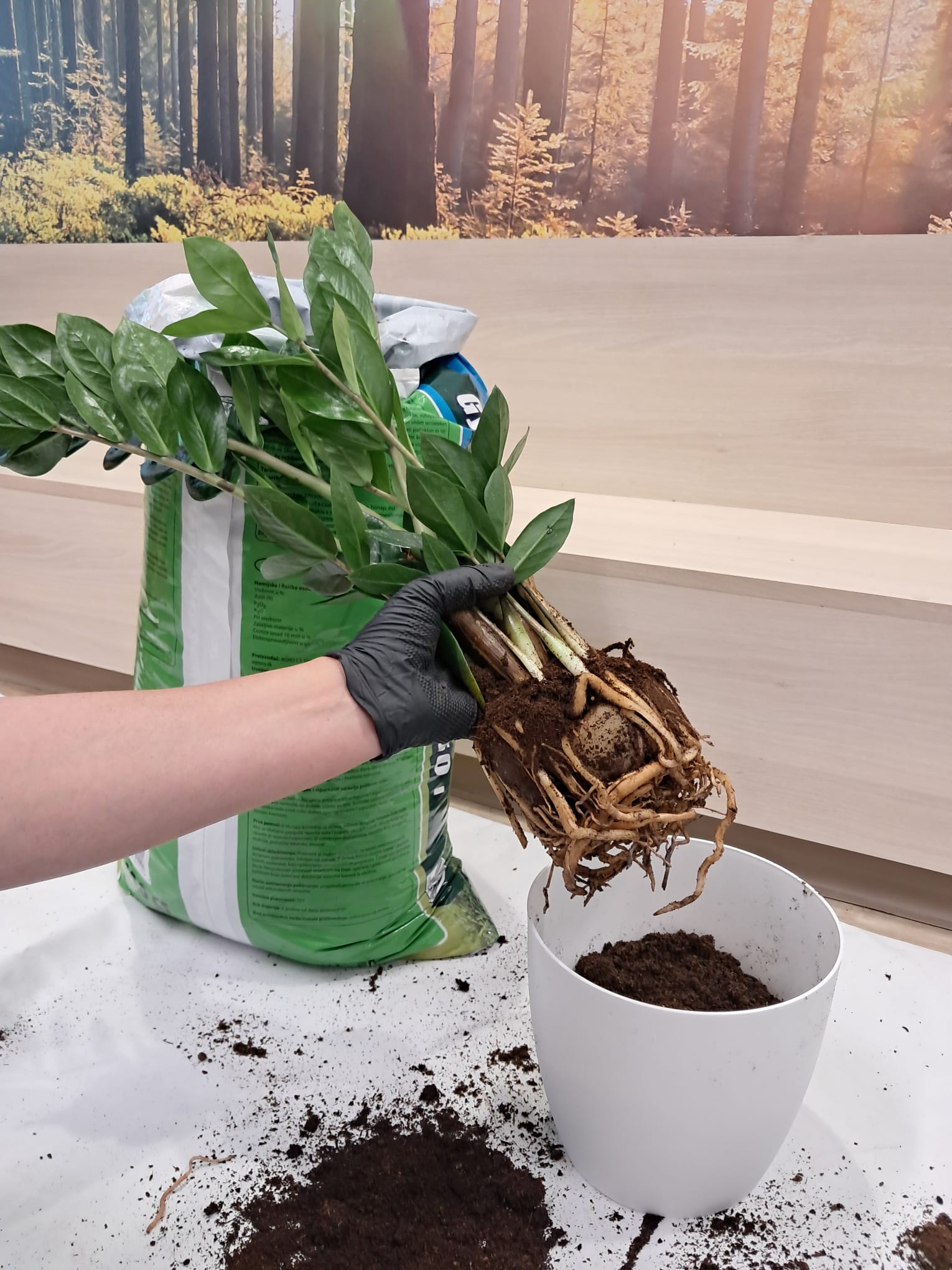 Plantă sănătoasă după transplantare