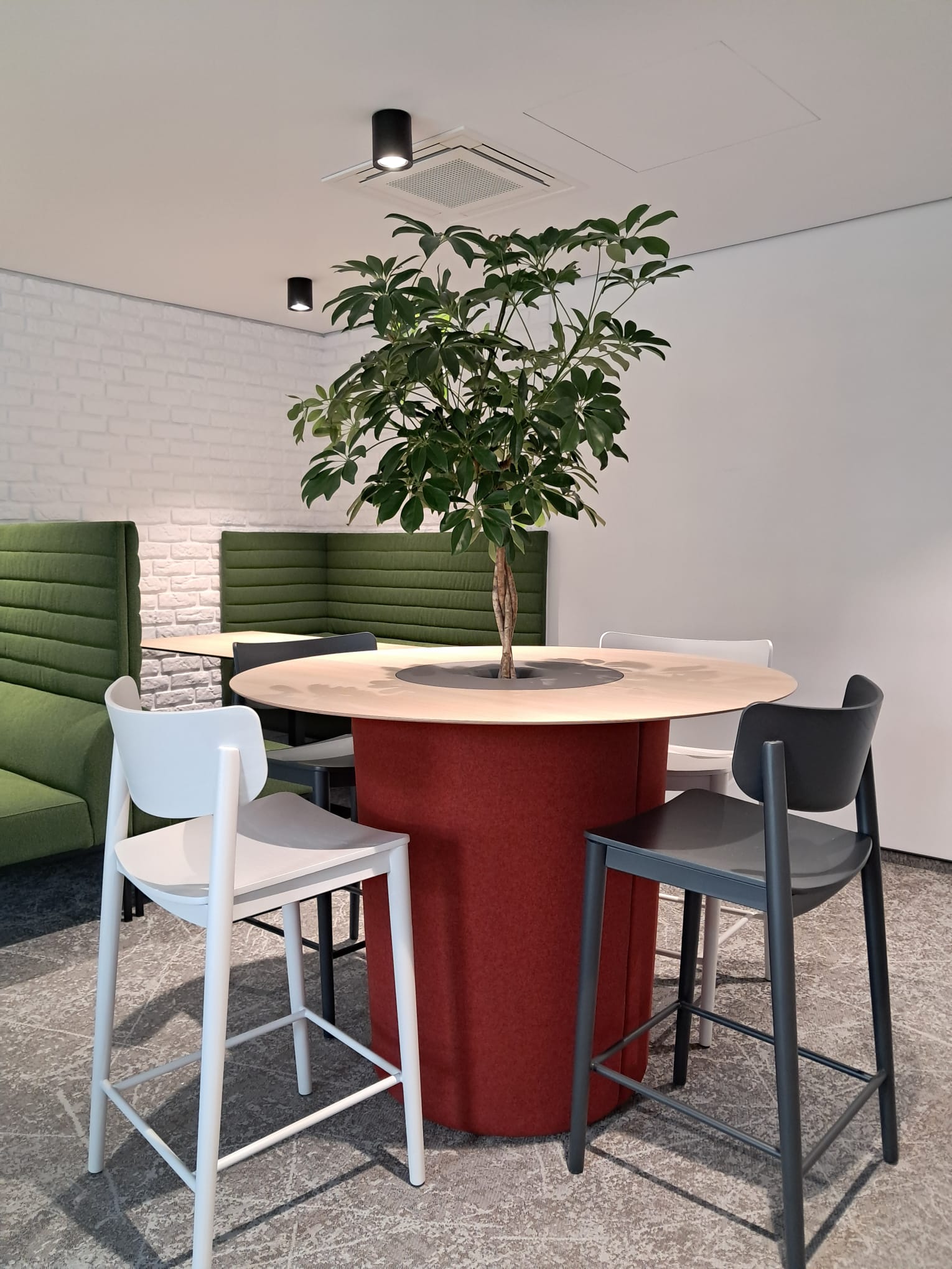 Schefflera arboricola și plante naturale de interior