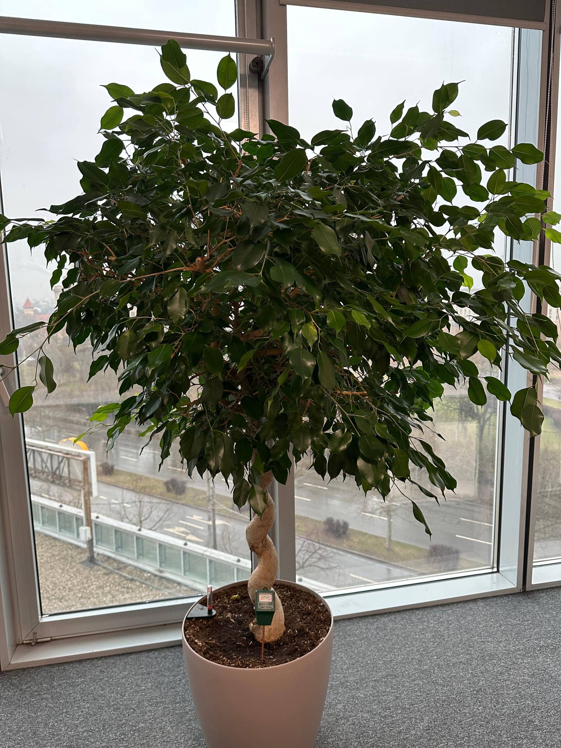 Ficus Benjamina sănătos amplasat într-un birou cu lumină naturală