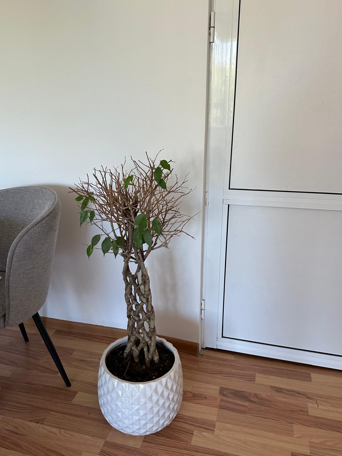 Ficus Benjamina afectat de lipsa luminii și de întreținerea necorespunzătoare