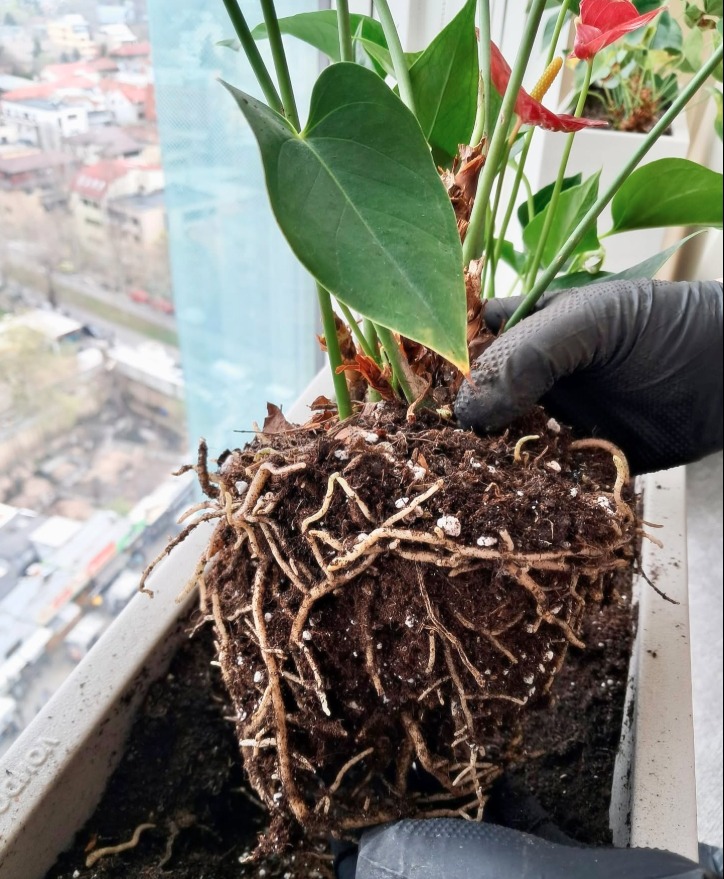 Sistem radicular dezvoltat care necesită transplantarea plantei