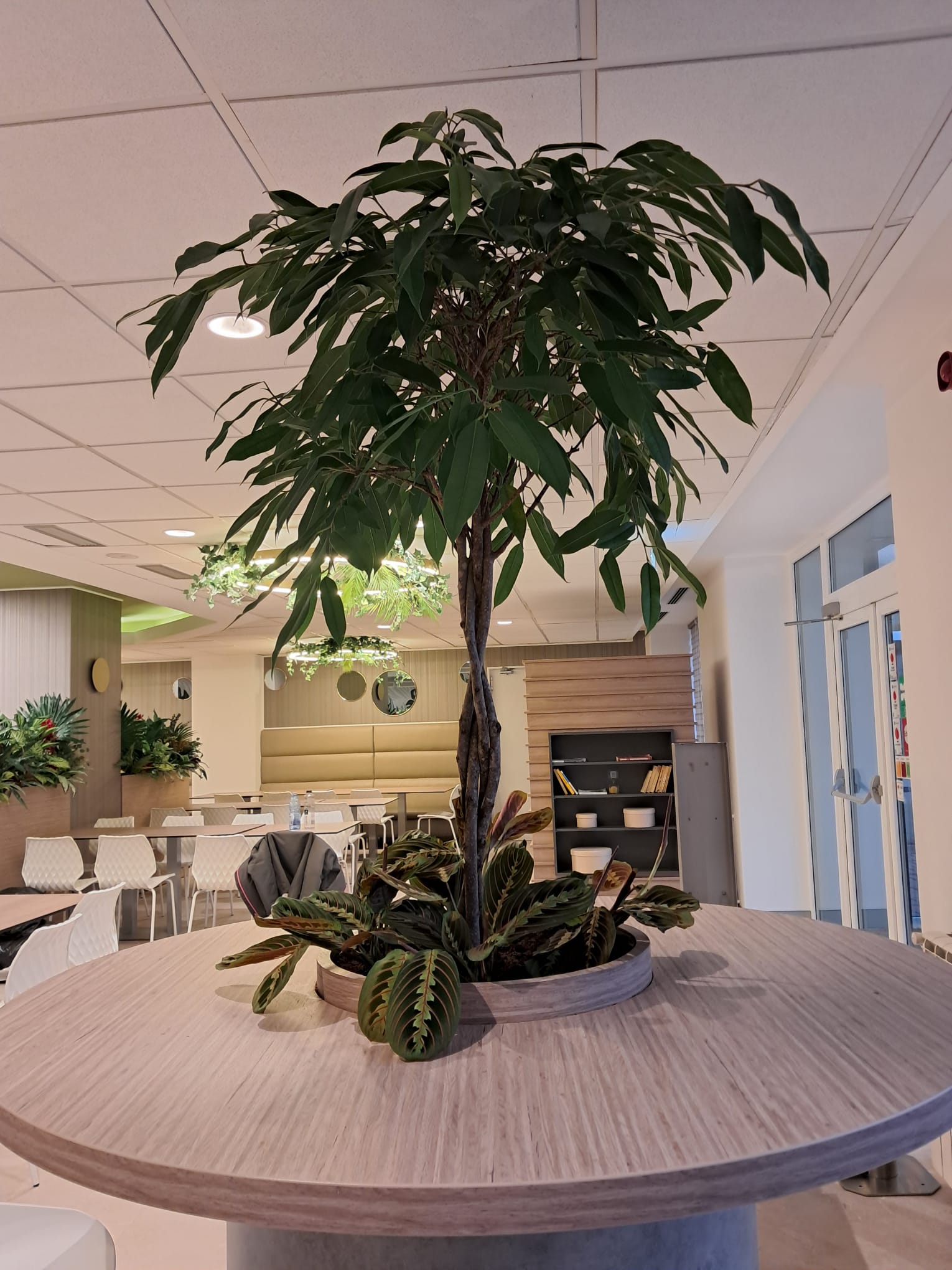 Amenajare zonă de dining cu plante naturale și artificiale premium